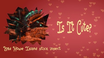 Lord Howe Stick Insects, resilient survivors but are they cute?