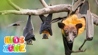 Which Animals Are the Loudest? | Top 15 of the Loudest Animals on Earth | Most Loudest Creatures!