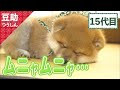 寝顔は控えめに言って最高…15代目<柴犬・豆柴>Japanese dog mameshiba