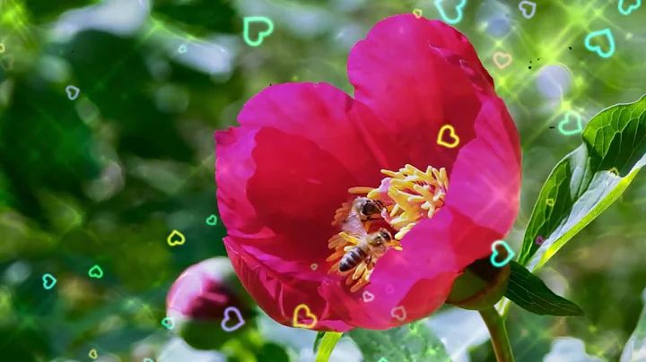 Joe Dispenza – Listen To This Guided Meditation First Thing After You Wake Up & MANIFEST Anything