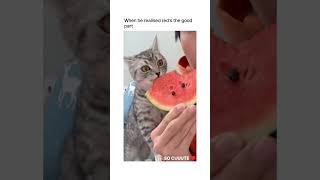 Cute Cat eating Watermelon 😂😭😍#shorts #cat