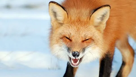 Is the fox clever?