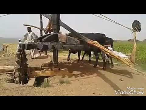 جزيرة إرتقاشا حلاة الساقية تصوير شاكر عبدالرحيم