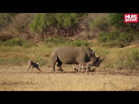 Video: Hoe Om 'n Worshondjie Te Voer