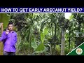 SIMPLE ARECANUT CULTIVATION TECHNIQUE.