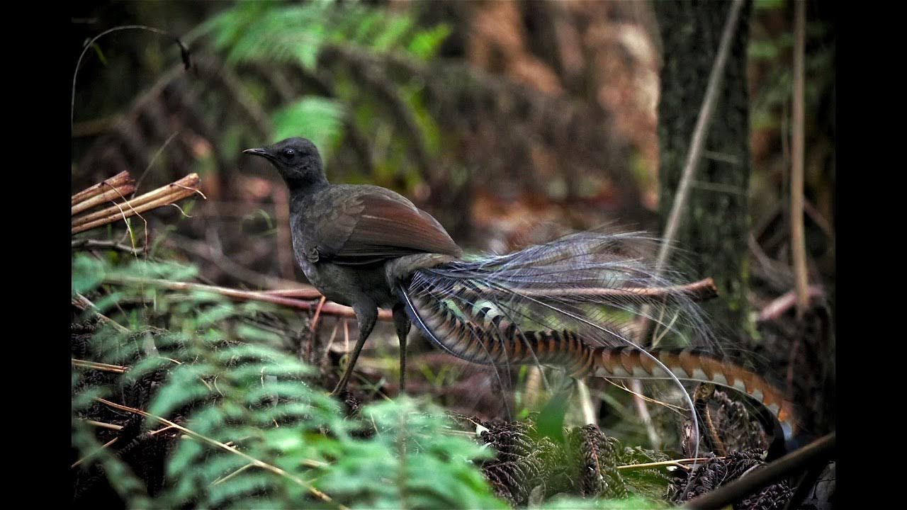 What does a Lyrebird sound like? YouTube