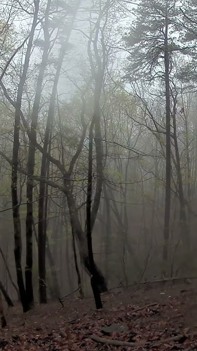 White-tailed deer run through a cloud up on a mountain - YouTube