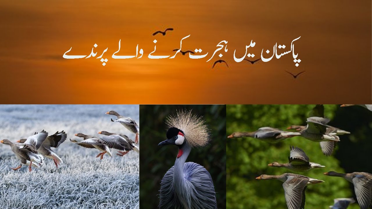 پاکستان میں ہجرت کرنے والے پرندے | Migratory Birds in Pakistan - YouTube