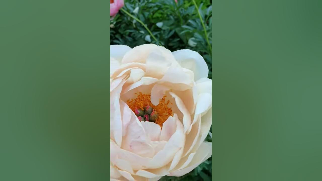 пионы которые меняют цвет