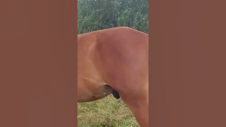 Stallion gets mad he can't be with mare ।  cavalo Bonito