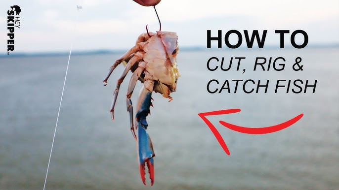 Reply to @kajunfest How to hook a crab for bait 🦀 #GaleForceTwins