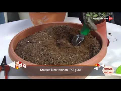 Video: Yapon Ardisia Bitki Məlumatı - Yapon Ardisia Bitkilərinin Yetişdirilməsi Haqqında Məsləhətlər