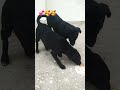 #shorts #trending #viral #viralshorts
