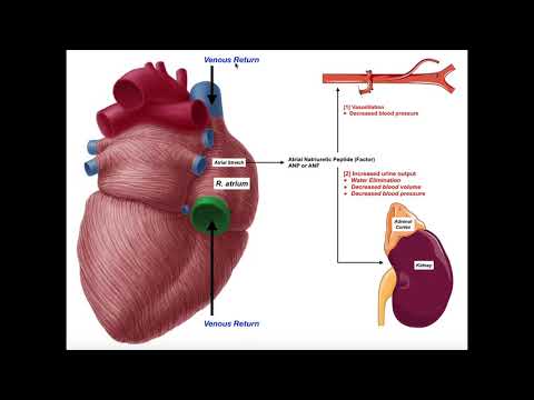 Release & Functions of Atrial Natriuretic Peptide [ANP]