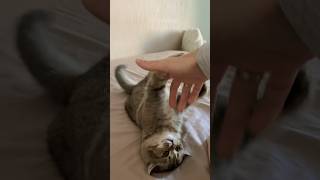 Кошка плюшка #кошка #животные