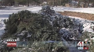 Recycling your Christmas trees