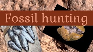 Fossil hunting for trilobites!