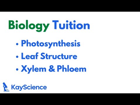 All of Plants & Photosynthesis in 1 HOUR // FREE KayScience GCSE Biology Tuition
