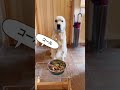 どこに行っても恥ずかしくないように😊【ゴールデンレトリバーと楽しく暮らす】コール家の食事マナー🍽