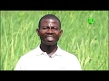 AYEKOO: Agogo Rice Farming