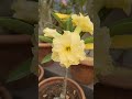 YELLOW ADENIUM #gardening #flowers #adenium #pruning #adeniumcare #desertrose #plants #repoting