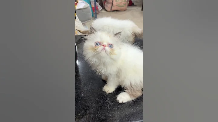 Video 10620131: persian punch face kitten, face persian kitten female, eyes female persian kitten, persian kitten blue eyes, adorable persian kitten