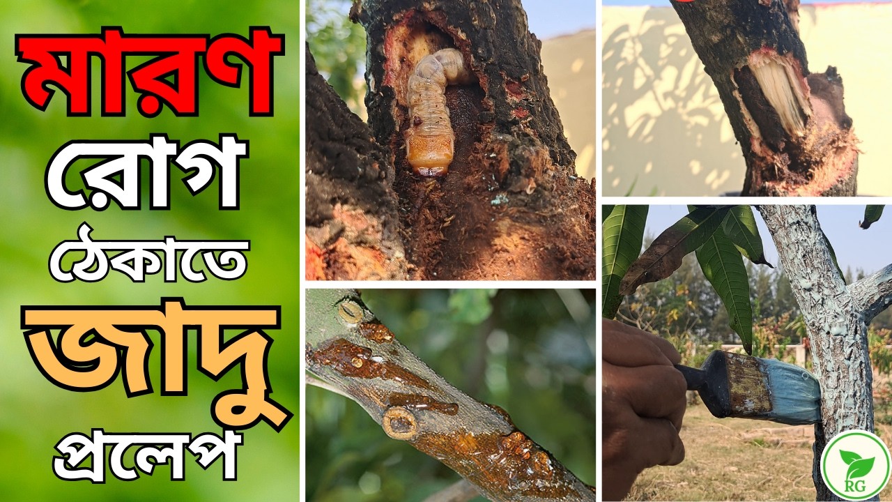 নিরোগ ও  দীর্ঘস্থায়ী করতে আম, লেবু গাছে দিন জাদু-প্রলেপ!  রুখে দিন মারণ রোগ! Prevent Deadly DUO!