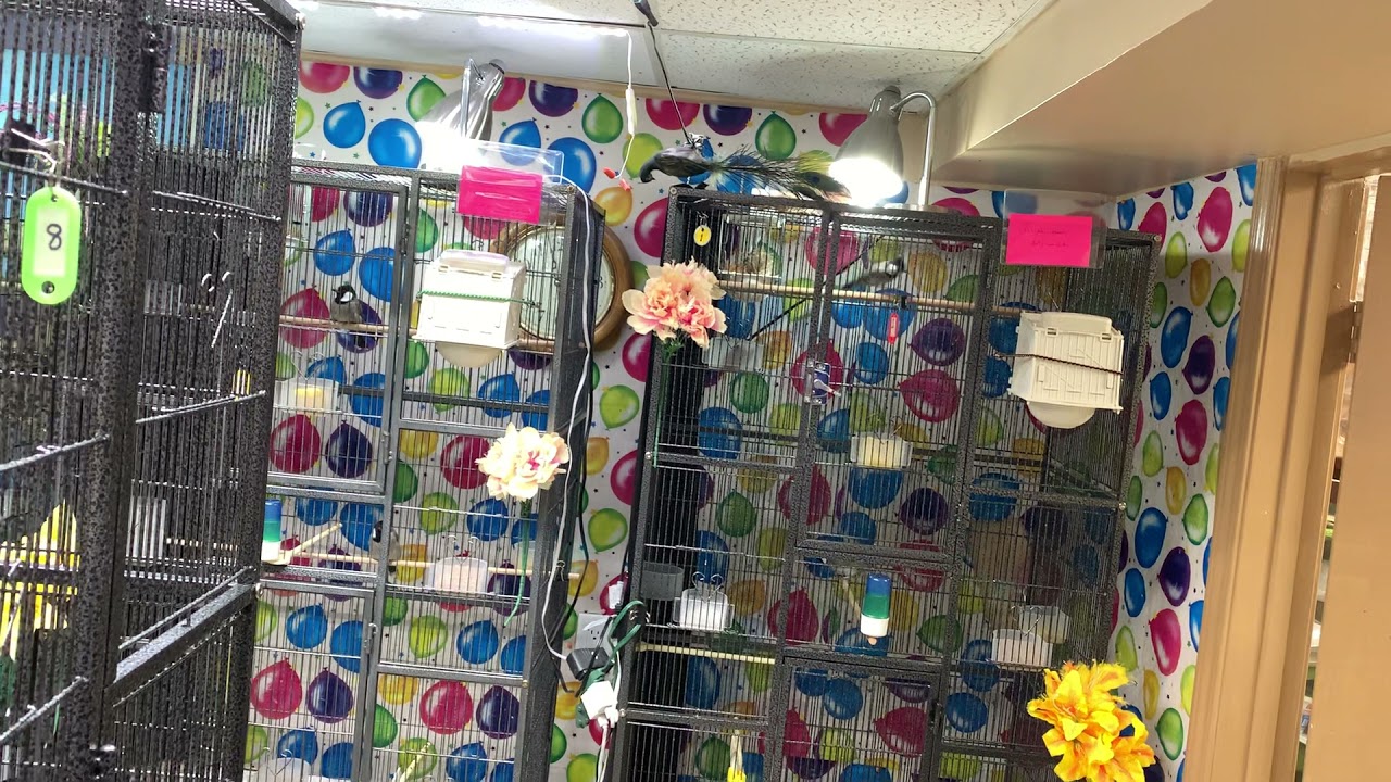 العودة الى الانتاج الشتوي للبلابل والتحظيرات التي اقوم بها قبل التكاثر