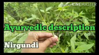 Nirgundi Ayurvedic properties