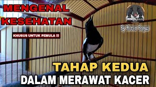 CARA MERAWAT BURUNG KACER