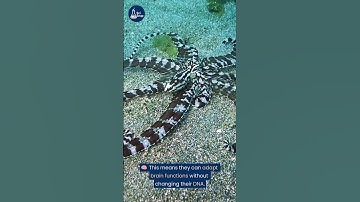 Octopuses Can Edit Their DNA — Like Sci-Fi Aliens 🧬🐙