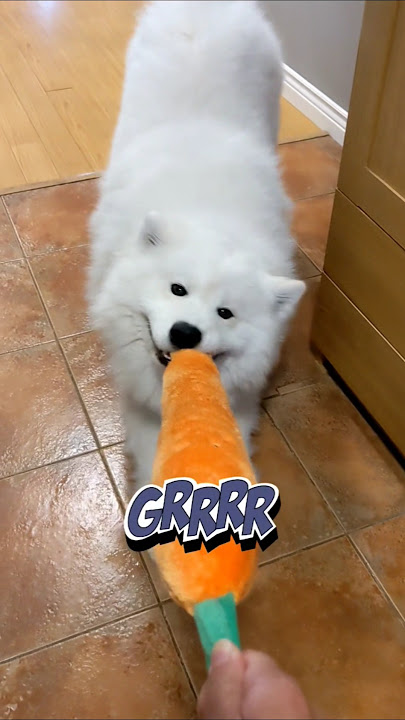 Cuteness Overload: My Samoyeds ✨Grrr✨ And Adorable Head Tilts #samoyed #dog #cutedog #shorts