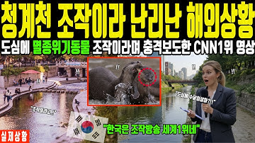 한국 청계천 난리났다! 한국인 사위가 보내준 영상, CNN 다큐멘터리 시청률 1위 기록한 7세 손녀와 멸종 위기 동물 수달이야기에 전세계 충격 [해외감동사연]