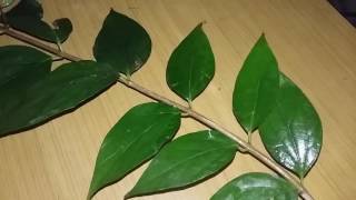 Harshringar plant ,herbal use || parijat plant Harshringar plant ,herbal use || parijat plant