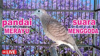 suara burung Perkutut BeTINA memanggil Jantan - suara memancing bunyi