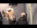 昭和新山熊牧場の愉快なクマさん の動画、YouTube動画。