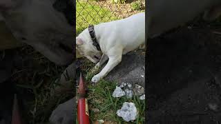 Tater Tot the Mini Bull Terrier being a post hole digger