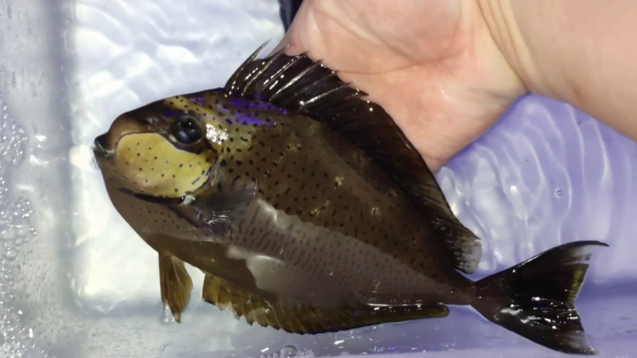 Unboxing ikan jumbo dari Bali 11 Maret 2021