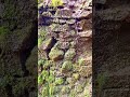 Overgrown Forest Waterfall ASMR 🌿💧 #natureshorts #nature #naturesounds #waterfall  #relaxingnature