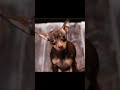 Psy[Chiuaua]#trend #funny #animals  #memes