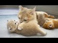 Tops of mother cat xaxa showing love to her kittens mom cats voice is sweet and heartwarming