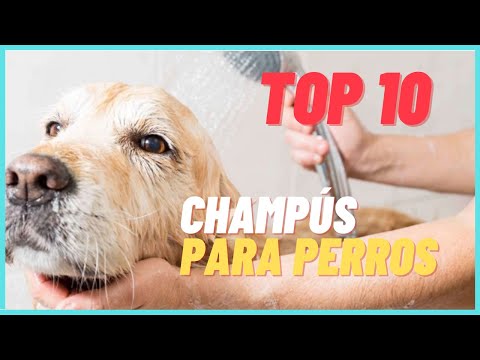 Video: Los mejores champús para cachorros