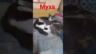 Муха типа спит... #cat #кисамоя #кошечка #котик