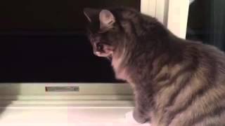 夏に向けて抜け毛が半端ない猫 ノルウェージャンフォレストキャット Cat,Towards the summer, it is amazing hair loss.Norwegian.
