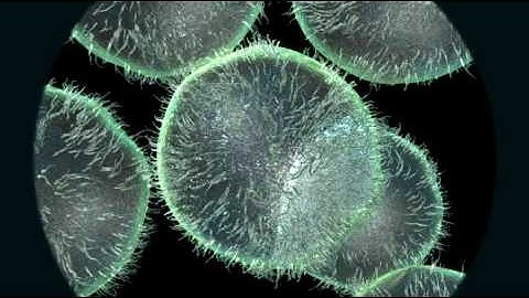 maya soft body cell animation