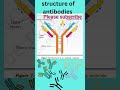 #shorts |Antibody Structure I Immunology I Human health &amp; diseases I#youtube