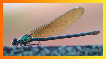 Macro on a budget with JJC close-up filter kit