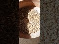 Староверы муку не покупают. Ъ