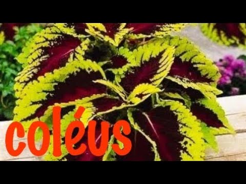 👉Como #plantar #coléus-coração magoado-#vaso e #jardim-# planta que cultivo na #sombra!!#jardinagem