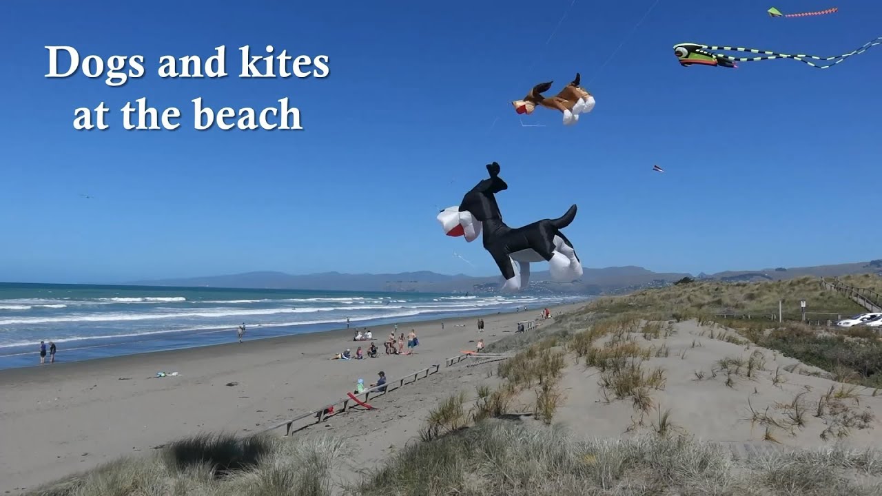 Dogs & kites at the beach YouTube